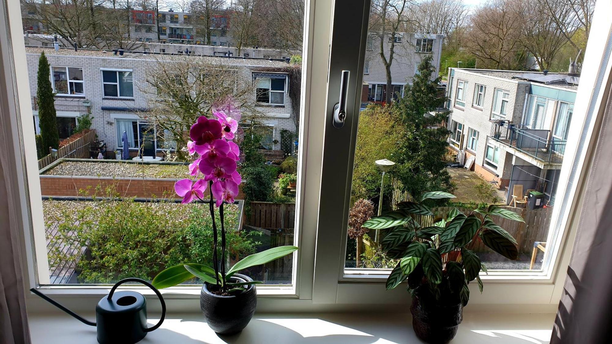 Amor Guesthouse Amsterdam Exterior photo